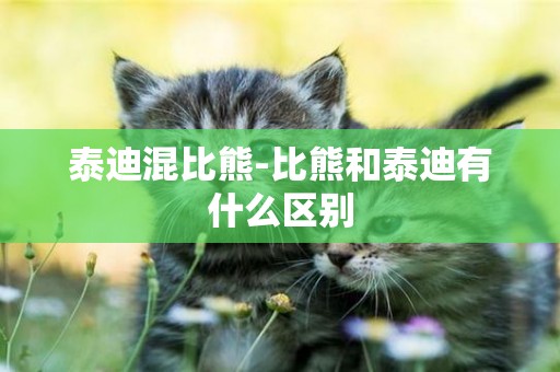 泰迪混比熊-比熊和泰迪有什么區別