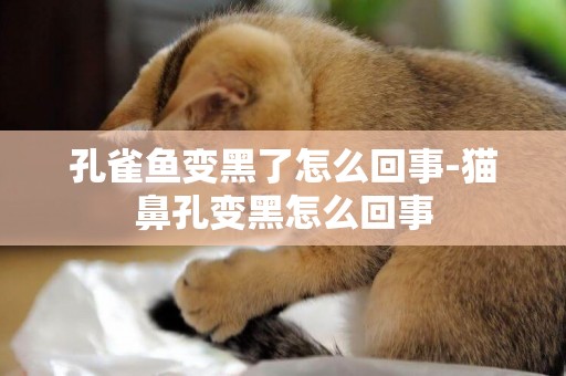 孔雀魚變黑了怎么回事-貓鼻孔變黑怎么回事