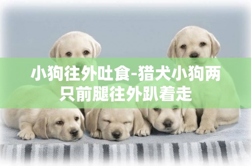 小狗往外吐食-獵犬小狗兩只前腿往外趴著走