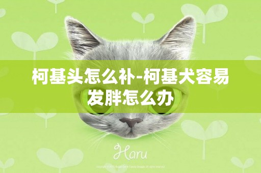柯基頭怎么補-柯基犬容易發胖怎么辦