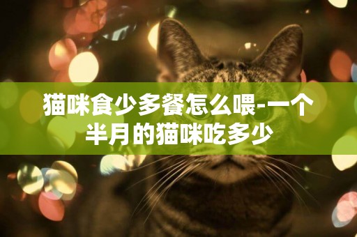貓咪食少多餐怎么喂-一個半月的貓咪吃多少