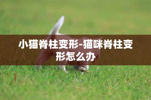 小貓脊柱變形-貓咪脊柱變形怎么辦