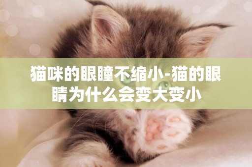 貓咪的眼瞳不縮小-貓的眼睛為什么會變大變小