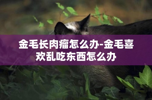 金毛長肉瘤怎么辦-金毛喜歡亂吃東西怎么辦