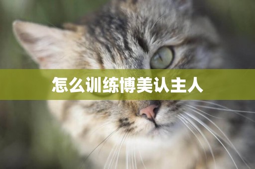 怎么訓練博美認主人
