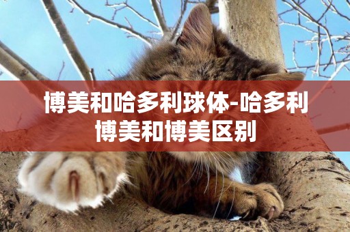博美和哈多利球體-哈多利博美和博美區別
