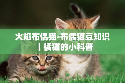 火焰布偶貓-布偶貓豆知識丨橘貓的小科普