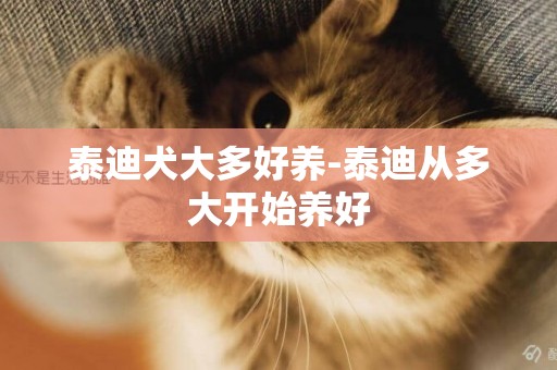 泰迪犬大多好養-泰迪從多大開始養好