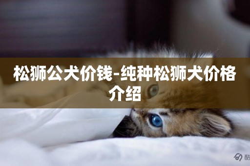 松獅公犬價錢-純種松獅犬價格介紹