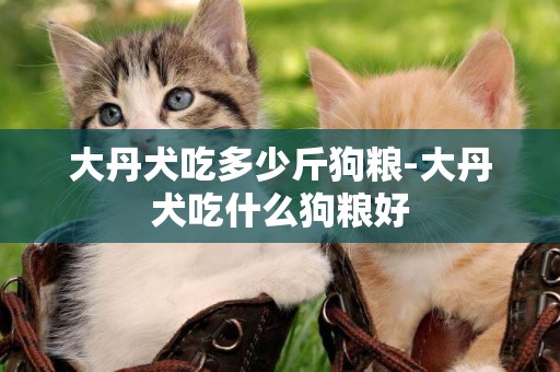 大丹犬吃多少斤狗糧-大丹犬吃什么狗糧好