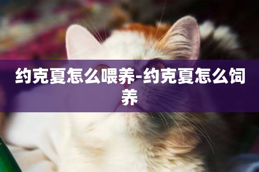 約克夏怎么喂養-約克夏怎么飼養