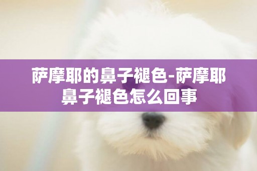 薩摩耶的鼻子褪色-薩摩耶鼻子褪色怎么回事