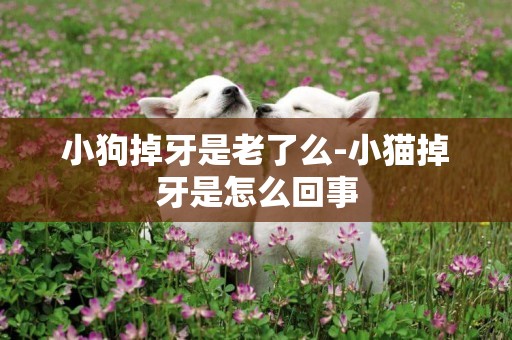 小狗掉牙是老了么-小貓掉牙是怎么回事