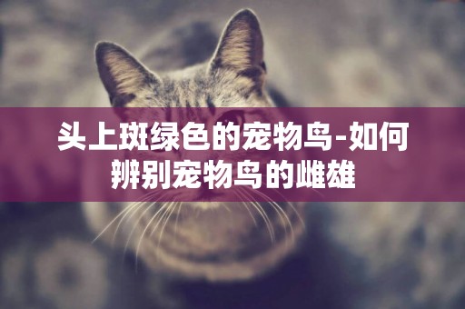 頭上斑綠色的寵物鳥-如何辨別寵物鳥的雌雄