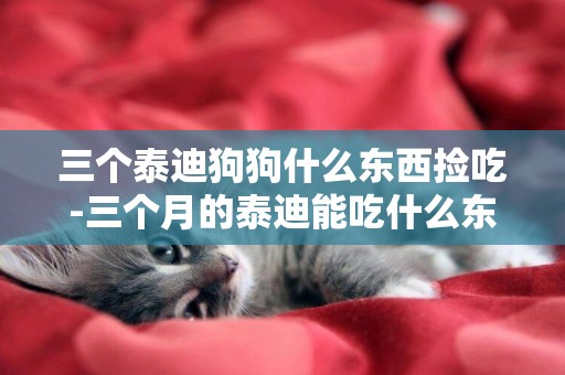 三個泰迪狗狗什么東西撿吃-三個月的泰迪能吃什么東西