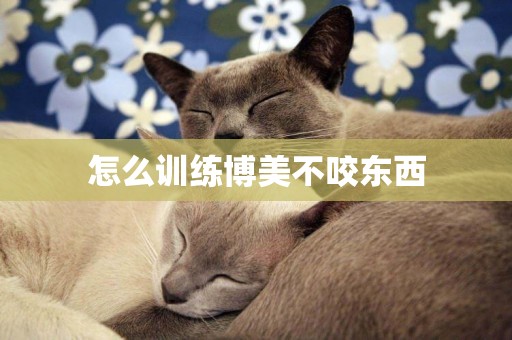 怎么訓練博美不咬東西