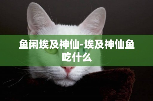 魚閑埃及神仙-埃及神仙魚吃什么