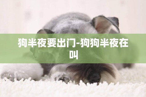 狗半夜要出門-狗狗半夜在叫