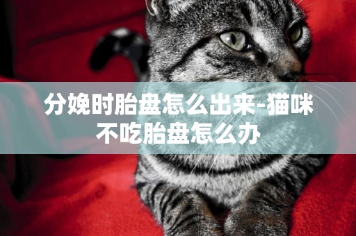 分娩時胎盤怎么出來-貓咪不吃胎盤怎么辦