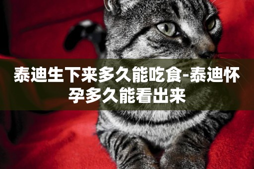 泰迪生下來多久能吃食-泰迪懷孕多久能看出來