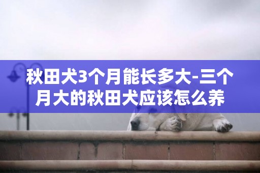 秋田犬3個月能長多大-三個月大的秋田犬應該怎么養