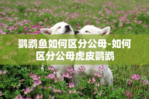 鸚鵡魚如何區分公母-如何區分公母虎皮鸚鵡
