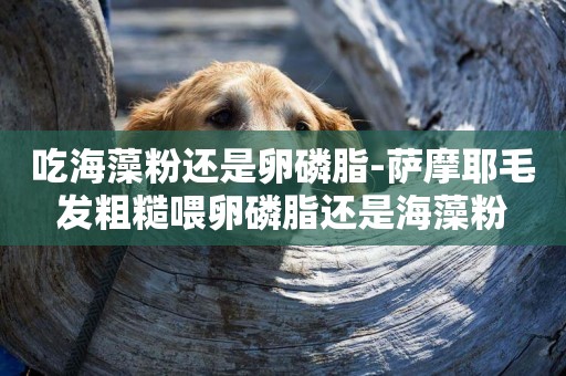 吃海藻粉還是卵磷脂-薩摩耶毛發粗糙喂卵磷脂還是海藻粉