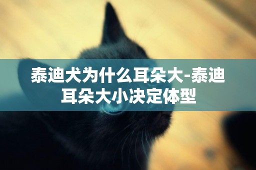 泰迪犬為什么耳朵大-泰迪耳朵大小決定體型