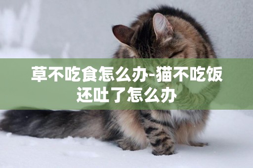 草不吃食怎么辦-貓不吃飯還吐了怎么辦