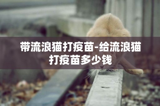 帶流浪貓打疫苗-給流浪貓打疫苗多少錢