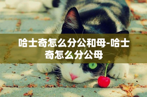 哈士奇怎么分公和母-哈士奇怎么分公母