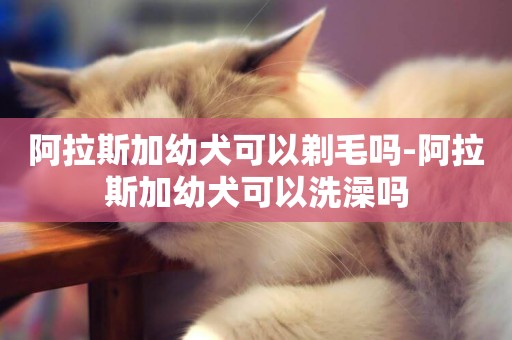 阿拉斯加幼犬可以剃毛嗎-阿拉斯加幼犬可以洗澡嗎