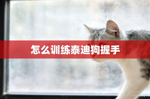 怎么訓練泰迪狗握手