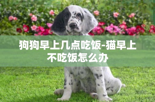 狗狗早上幾點吃飯-貓早上不吃飯怎么辦