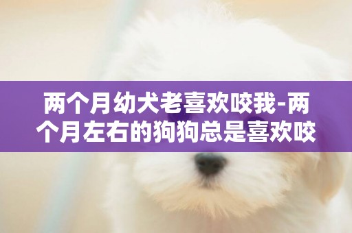 兩個月幼犬老喜歡咬我-兩個月左右的狗狗總是喜歡咬我怎么辦該怎么訓
