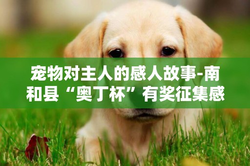 寵物對主人的感人故事-南和縣“奧丁杯”有獎征集感人寵物故事