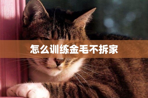 怎么訓練金毛不拆家