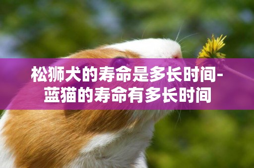 松獅犬的壽命是多長時間-藍貓的壽命有多長時間