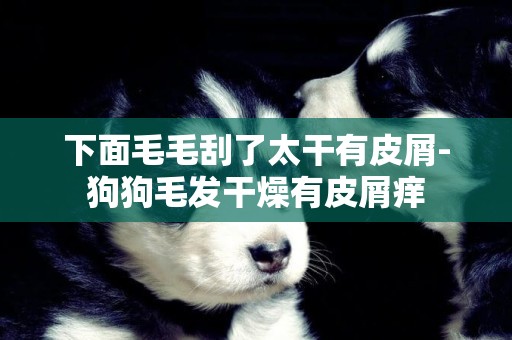 下面毛毛刮了太干有皮屑-狗狗毛發干燥有皮屑癢