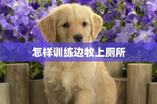 怎樣訓練邊牧上廁所