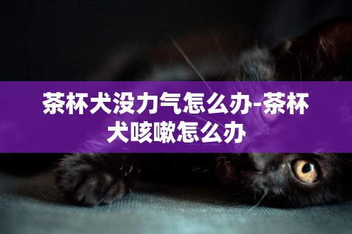 茶杯犬沒力氣怎么辦-茶杯犬咳嗽怎么辦