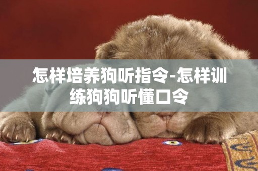 怎樣培養狗聽指令-怎樣訓練狗狗聽懂口令
