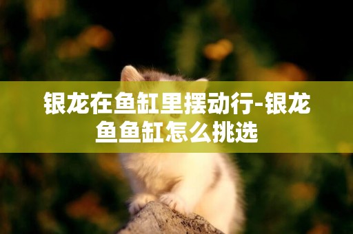 銀龍在魚缸里擺動行-銀龍魚魚缸怎么挑選