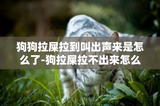 狗狗拉屎拉到叫出聲來是怎么了-狗拉屎拉不出來怎么辦