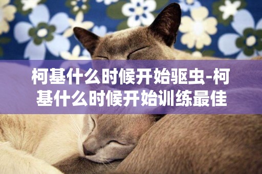 柯基什么時候開始驅蟲-柯基什么時候開始訓練最佳