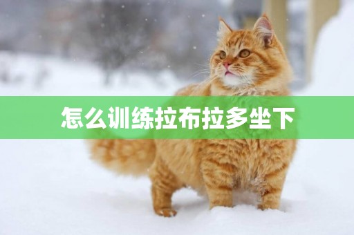 怎么訓練拉布拉多坐下