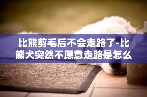 比熊剪毛后不會走路了-比熊犬突然不愿意走路是怎么了