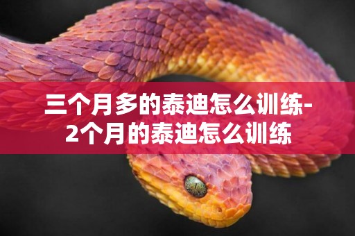 三個月多的泰迪怎么訓練-2個月的泰迪怎么訓練