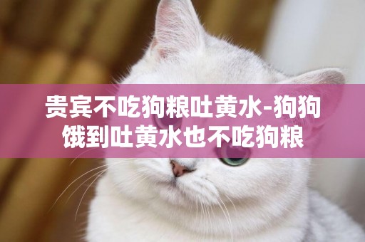 貴賓不吃狗糧吐黃水-狗狗餓到吐黃水也不吃狗糧