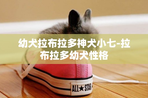 幼犬拉布拉多神犬小七-拉布拉多幼犬性格